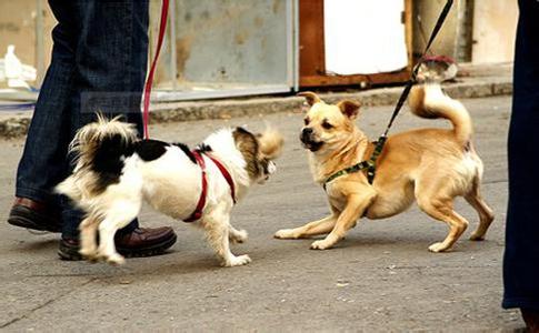 宠物犬送训猝死怎么回事 训练中心竟然不想负责？