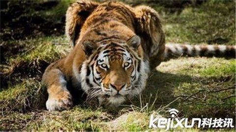 北京老虎吃人真相曝光竟是这样 八达岭老虎吃人事件调查结果公布