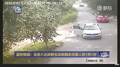北京八达岭老虎咬人事件还原视频 被咬女子已毁容难恢复原样