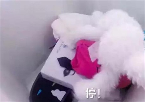 真正男子漢第二季周五開播 佟麗婭少女心爆棚帶攜帶娃娃