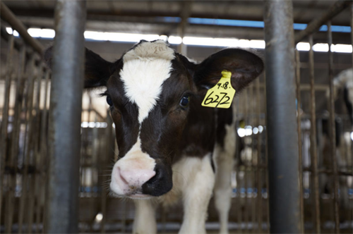 为了听蒙牛牧场主大学的养牛经,他从加拿大飞