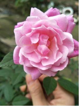 OPPOR9s使用起来效果如何? - 滚动 - 随州|楚北