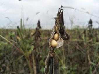 OPPOR9s使用起来效果如何? - 滚动 - 随州|楚北