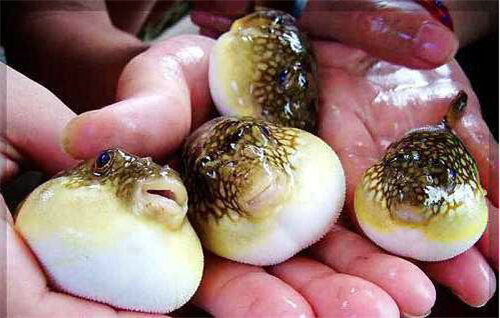 食用河豚正式解禁 盤點全球十大最毒食物