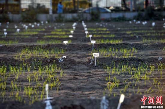 资料图：位于北京北三环联想桥南的中国农业科学院试验田是目前京城三环内唯一的一块农田。中新网<p  align=