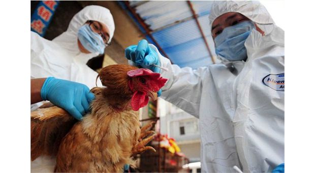 预防h7n9禽流感,你了解多少?