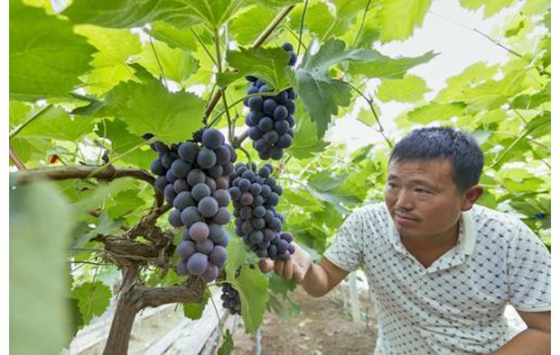 随县尚市镇居民利用流转土地种植大棚葡萄