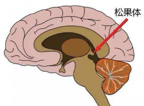 种种慧馆解读松果体:秒记文章 乘法秒算 秒会几国语言…真的吗?