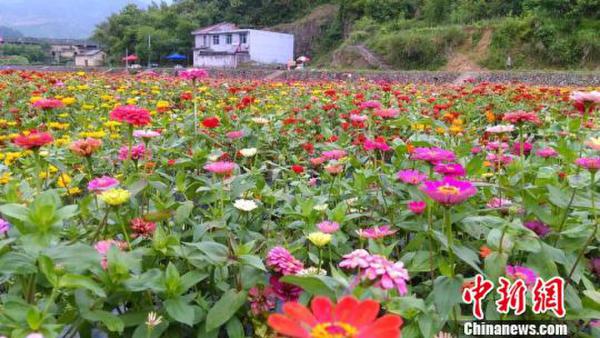 浙江云和深耕山水资源 掘金“美丽经济” 云和 摄