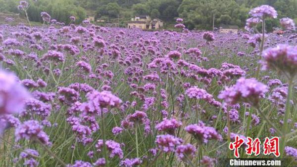 浙江云和深耕山水资源 掘金“美丽经济” 云和 摄