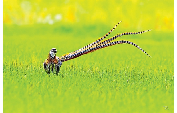 中华山里的野生白冠长尾雉鸡