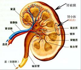 25岁男子术后双肾全无 两次鉴定结果截然相反