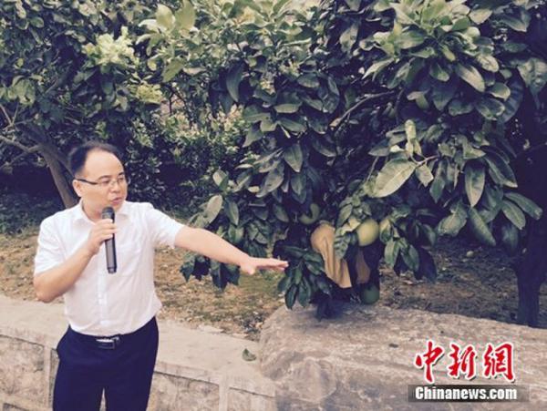 廖家桥镇党委书记麻喜成正在介绍菖蒲塘村柚子。中新网 <p  align=