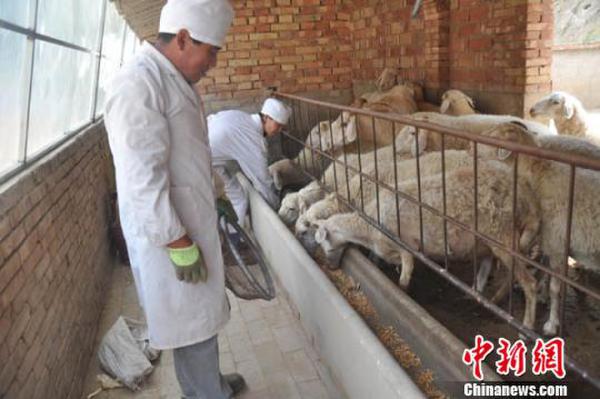 甘肃环县农民自制养羊“配方”带动村民“发羊财”（图）