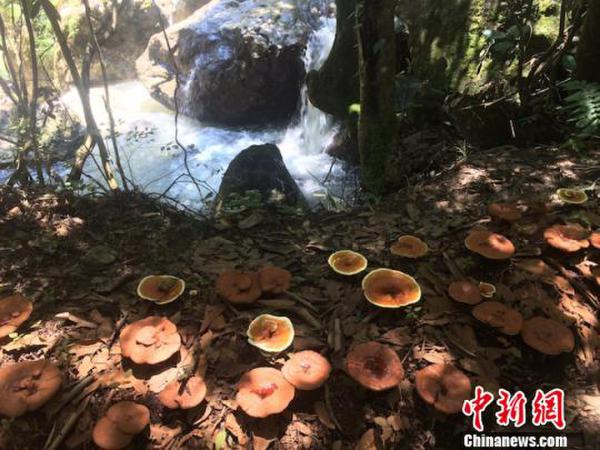 专家聚焦山水之城浙江龙泉协同把脉县域经济发展