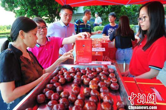 今年中秋前夕，随着“哈密号”邮政专机飞抵深圳机场，广东民众可在12小时内品尝到新鲜的新疆哈密瓜和大枣。　李华 摄