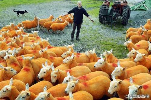 牧民给羊喷橙色防止被盗 只因4年来被盗300只羊才会出此下策