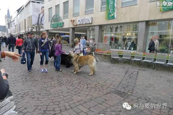 把国外那些超严厉的养狗规定引进大陆，会怎么样