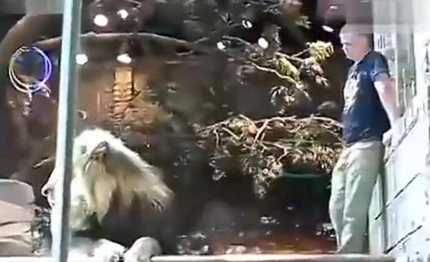 公獅子發瘋攻擊飼養員 母獅子急忙抱住勸阻