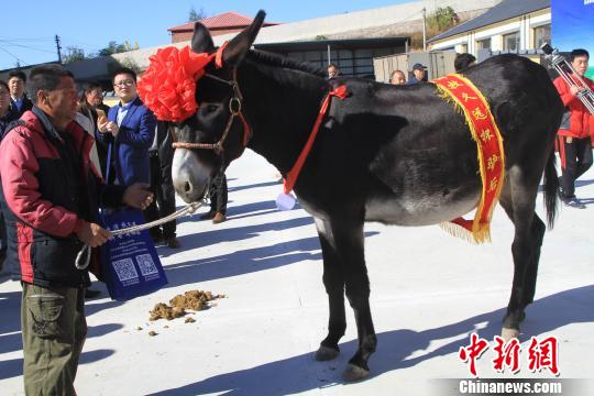 评选出的“驴后” 沈殿成 摄