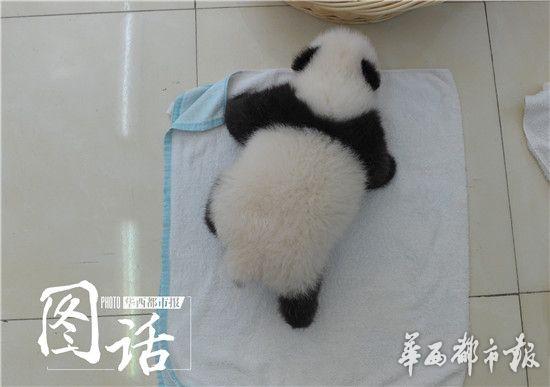 4只熊貓寶寶亮相 網(wǎng)友：國寶太萌血槽已空