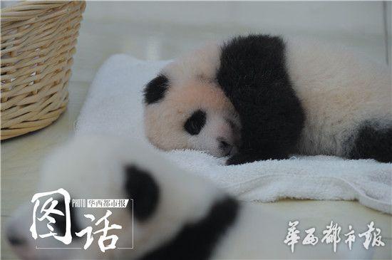 4只熊貓寶寶亮相 網(wǎng)友：國寶太萌血槽已空