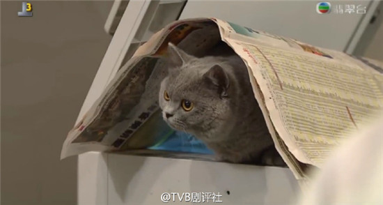 來自喵喵星的你薛思思養的貓是什么品種 薛思思的貓品種價格介紹