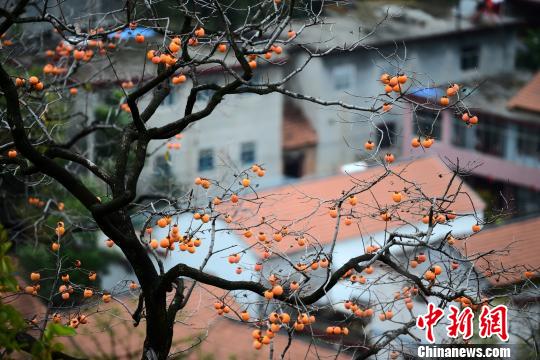 4000余棵柿子树装点的山谷两面，如同挂满了红灯笼。毛毛细雨中，柿子的红色更显柔润、虬枝的深色更加深沉，透过柿子枝头，衬得格外爽目。　邱江波 摄