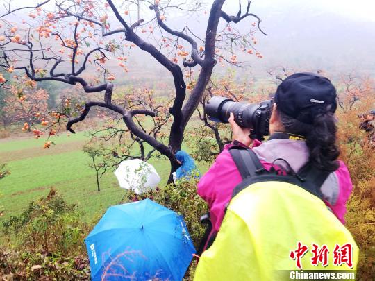 柿子沟今年秋季再度成为山东省乡村旅游爆点。来自青州附近各县市及江苏、安徽等省大批驴友、摄影爱好者大规模涌入。　邱江波 摄