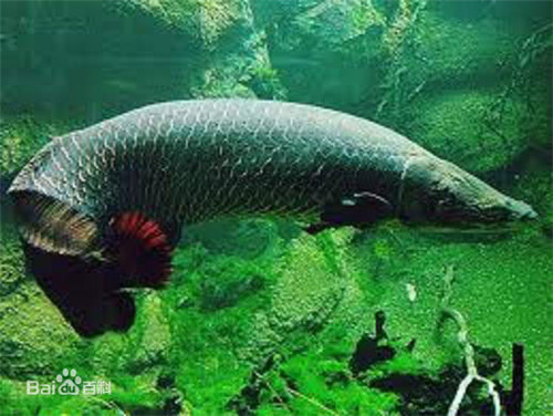 巨骨舌鱼海象鱼价格贵吗怎么吃 海象鱼的鳞片怎么变红