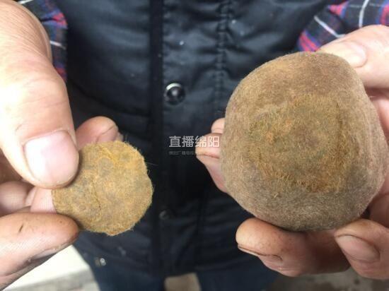 震驚！母羊取出6顆羊寶 價值600多萬羊寶究竟是什么東西