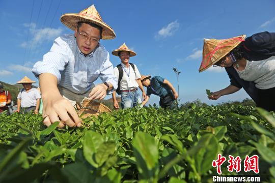 游客在尚卿乡国心绿谷体验采茶。　陈小阳 摄