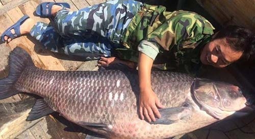 千岛湖巨型青鱼重180斤 捕鱼老手花了大半天捕捞