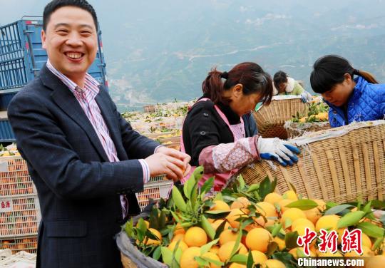 秭归脐橙销售现场。　王罡　摄