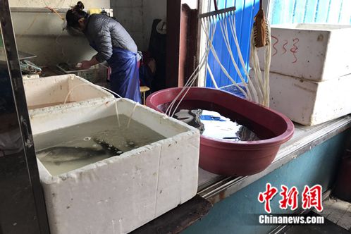 北京马连道附近一家农贸市场内的鱼摊。中新网 种卿 摄
