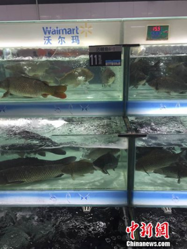 北京海淀区一家沃尔玛超市内正常售卖的活鱼。中新网 种卿 摄