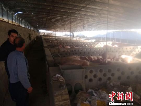 才良村建起了养殖场，全村81户特困户第一批入股。　崔涛 摄