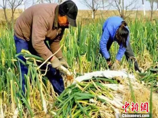 万荣万泉大葱唐朝曾作贡品进献。　任丽娜 摄