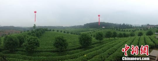 图为贵州湄潭万亩茶海。　贺俊怡 摄