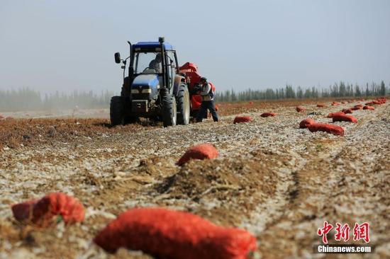 资料图 农牧民群众正在忙着采收种植的花生。徐涛 摄