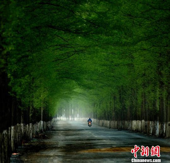 图为浙西美丽的乡道。　吴卫防 摄