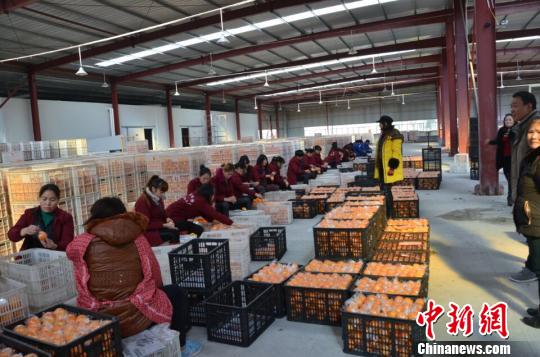 图为奉节的脐橙园工人正将脐橙鲜果装箱，准备发往全国各地。　田长军 摄