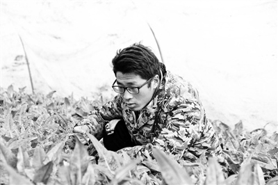 王胜在查看蔬菜的生长情况