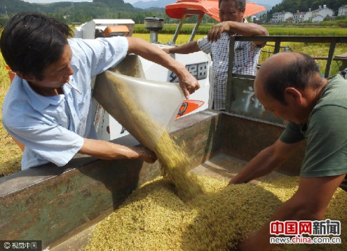 2016年9月，湖北宜昌农民收获稻谷。图片来源：视觉中国