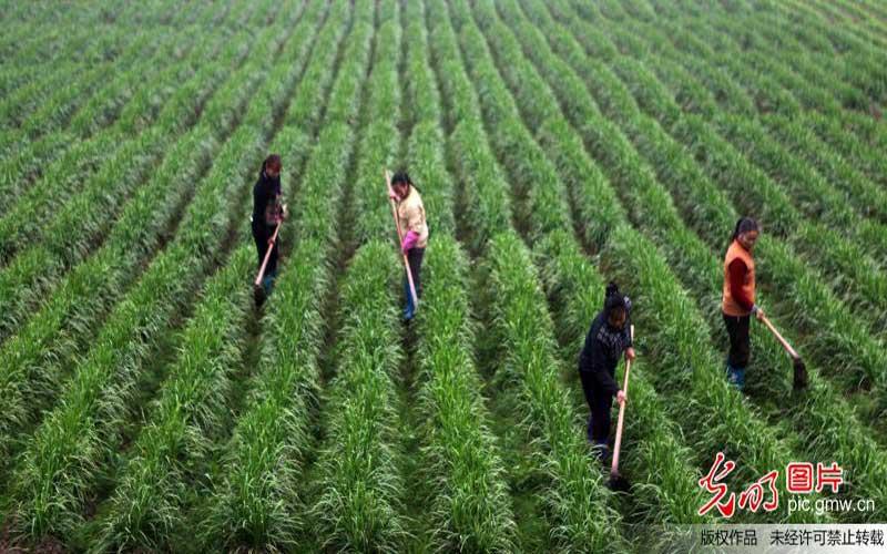 【新常态？光明论】建设产业集群打造农业创新高地