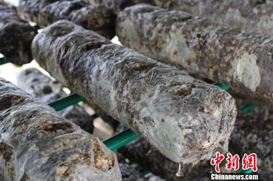 图为沙漠菇菌棒。　受访者供图 摄