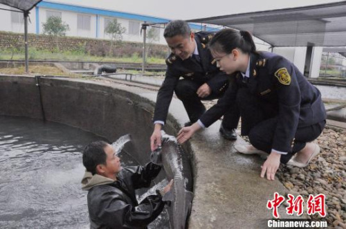 在鲟鱼养殖基地查看鲟鱼生长情况 郑沁宜 摄