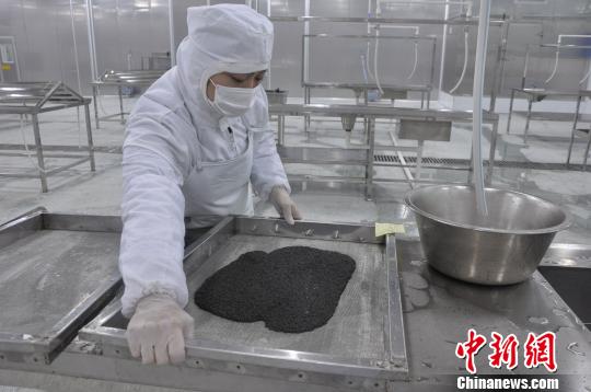 图为鱼子酱加工 郑沁宜 摄