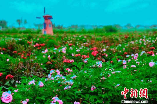 图为潼南玫瑰花节。资料图