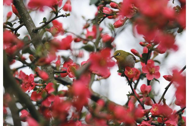 随州市迎宾大道景观树鲜花盛开成为城市中的一道风景